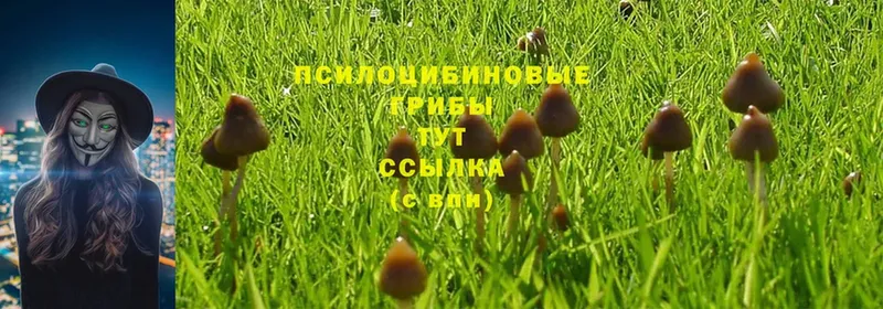 shop официальный сайт  Поворино  Псилоцибиновые грибы Psilocybine cubensis 